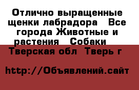 Отлично выращенные щенки лабрадора - Все города Животные и растения » Собаки   . Тверская обл.,Тверь г.